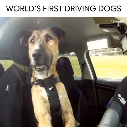 614K views · 3.6K reactions | World's first driving dogs  | Suprakash Giri | Facebook