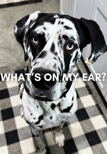 Rocco the Great Dane: A Funny Dog Vlog Moment