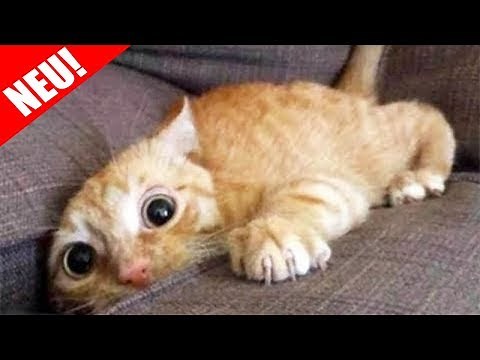 Top 500 Lustigsten Tiere Videos | Versuche nicht zu Lachen oder zu Grinsen 2018!