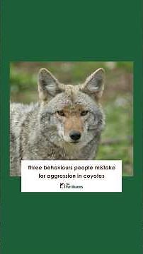 Three behaviours people mistake for aggression in coyotes