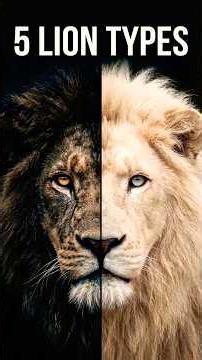 5 Types of Lions You Never Knew Existed 🦁