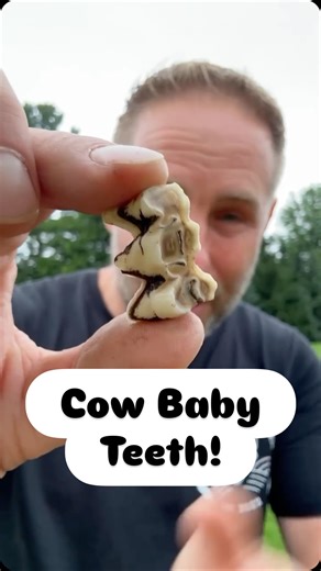 20K views · 4.2K reactions | Did you know cows have baby teeth? Do you wanna see what they look like? #FluffyFeatherFarm #BabyTeeth #CowTeeth #FluffyCows #ToothFairy | Fluffy Feather Farm | Facebook