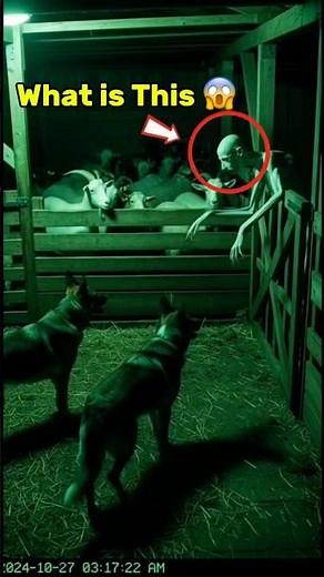 Night Vision Creepy Farm Footage