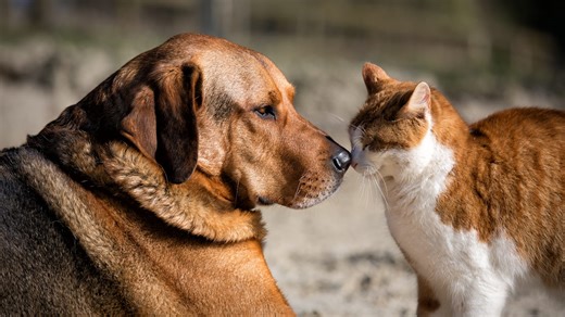 The Top 50 Pet Names of 2025, From Bella to Ziggy