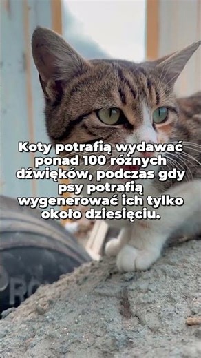 5 Szokujących Faktów o Twoim Kocie! 🐱