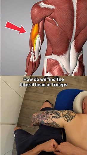 How to find the lateral head of the triceps 💪🏻 📍 🧐