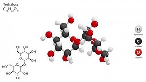 Tréhalose. Disaccharide. Modèle 3D animé d'une : vidéo de stock (100 % libre de droit) 3652585673 | Shutterstock