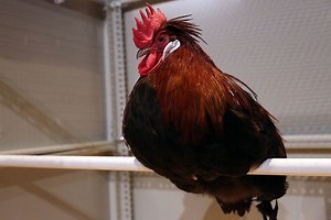 The Cosmopolitan Chicken Project - Alchetron, the free social encyclopedia