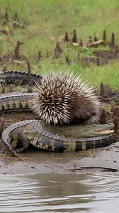 Mama Porcupine Protects Her Baby From Crocodiles! #rescue #animals #Wildlife | Michael & Friends