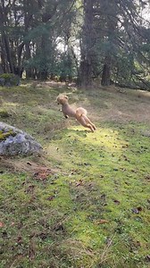 There's nothing I love more than hiking up the mountain! And then, of course, we have to play fetch! What's your favorite game? #standardpoodles #hiking #doggames #athleticdogs #Finneganthestandardpoodle | Finnegan The Standard Poodle
