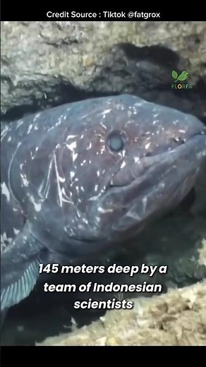 70-Million-Year-Old Fish Found ALIVE in Indonesia!