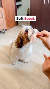 54K views · 492 reactions | Most obedient Dog  . . . #dogspeak #dogs #dogsofinstagram #dogspeaking #dogcommands #dogcommunity #shihtzu #shihtzugram #dogoftheday #doglover #obedient #obedientdog #gooddog #doglovers #reelitfeelit #reelkarofeelkaro #reelsindia #dogsofindia #fyp #explore #foryou #funnyreels #funnyvideos #viralreels #trendingreels | Ozzu Theshihtzu | Facebook