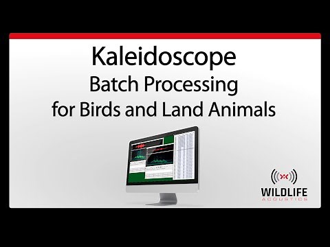 Kaleidoscope Batch Processing for Birds and Land Animals | Identify and Analyze Animal Sounds