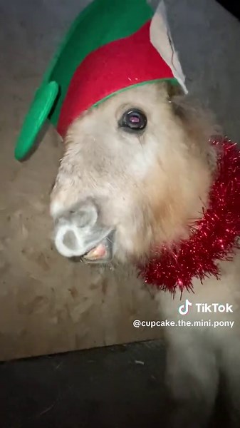 Strawberry the elf 🍓#elf #christmas #sillygoofymood #dressup #foryoupage❤️❤️