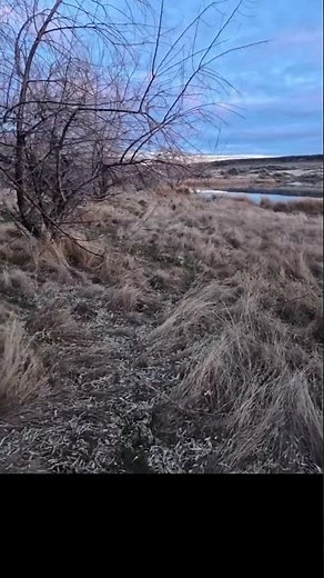 Hiking the Desert Woods: Try to Keep Up with Zeke!