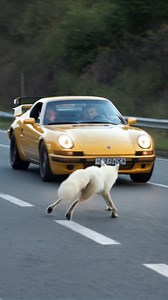 2.8M views · 51K reactions | The White Fox's Kindness A Story of Unexpected Help | Blue X Studio Imaginary Animals | Facebook