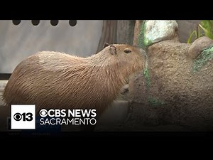 Sacramento Zoo completes new capybara habitat