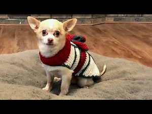 Crochet Dog Sweater | STEP-BY-STEP | How to Crochet Very Easy CHRISTMAS Dog Sweater Tutorial (Warm)