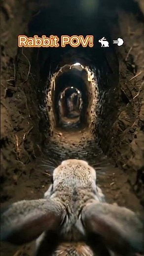 What’s Inside the Rabbit Hole? | Extreme Cinematic POV 🎬🐇