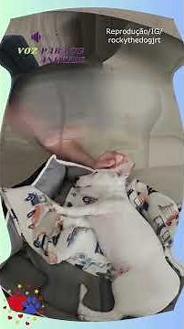 Cachorrinho Com Surdez Supera Seus Limites Graças Ao Amor!