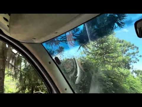 SÓ ALEGRIA, DONA CIDA, MARIA E COMPANHIA