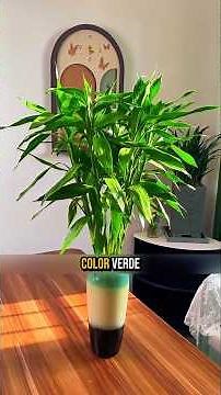 tips for bamboo care #plants