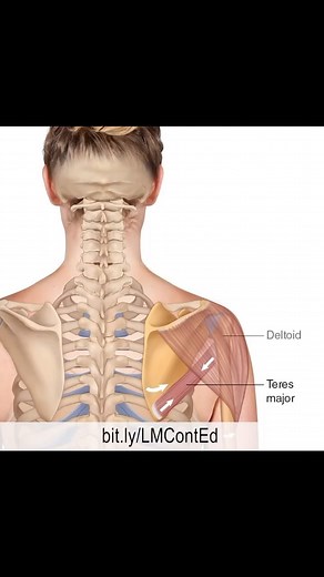  LearnMuscles.com  Excellence-in-education  Teres Major 1-minute...