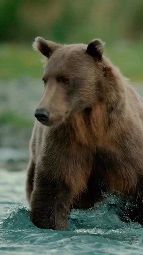 114K views · 2.3K reactions | Photographing and filming brown bears...