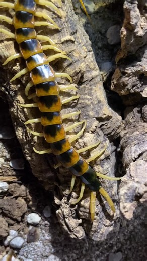 27 reactions | Scolopendra heros “Blotched” . . . . #scolopendra #heros #scolopendraheros #scolopendraherosblotched #arthropod #wildlife #nature #invertebrate #giantcentipede #centipede #myriapod #chilopod #entomology #arachnology #insects | Luv Exotics | Facebook