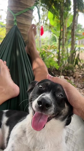Relaxing Moments with a Happy Dog on a Hammock