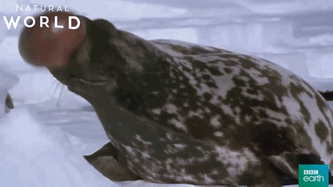 2K views · 68 reactions | Male hooded seals can put on quite the display! These seals can inflate a “hood” on their heads during mating season to compete with other males and attract a female’s attention. Learn more about the fascinating creatures our oceans are home to with our Marine Life Encyclopedia: https://bit.ly/3B0wEZy | Oceana | Facebook