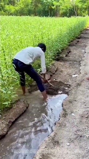 Digging Deep for Crops: How a Farmer’s Work Secures Harvests