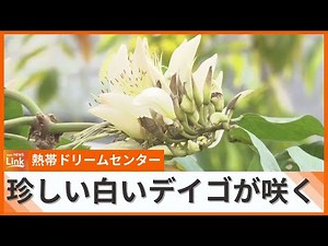 熱帯ドリームセンターで咲く白いデイゴの花 ハワイ原産の変種、希少な「シロバナデイゴ」が開花