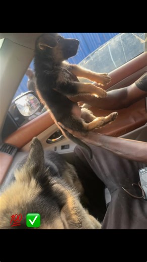 If u have trust issues with us…keep it up, we dey deliver lowkey 💯 #pythonkennel #fypシ #dogsoftiktok #trend #life