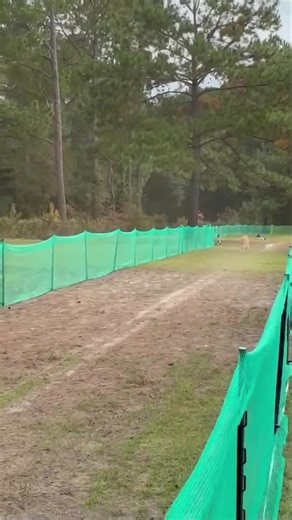 Happy birthday to Luna! Still running strong at 11! Luna is the first Picard to earn a DCAT and on up to a FCAT5. She’s also the first Picard to get her CAX4 (100 CABT runs). | Eclipse Kennels Berger Picards