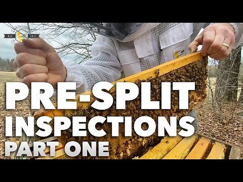 Pre-Split Inspection - "Are the bees ready to split?" [Beekeeping 201 - Apiarist Tutorial/Advice]