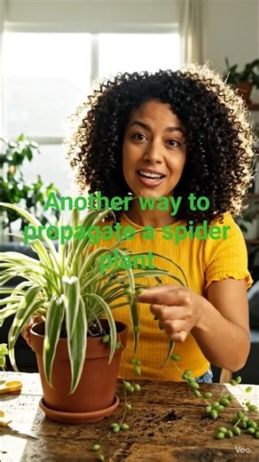 another way you can propagate your splatter plant