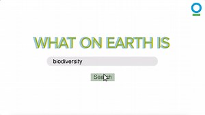 One million plant and animal species are at risk of extinction. The problem is, without this biodiversity humans are in trouble. But WHAT ON EARTH IS BIODIVERSITY? Here's what you need to know and why it’s so important for the health and resilience of us AND our planet. #ClimateWeekNYC | Conservation International