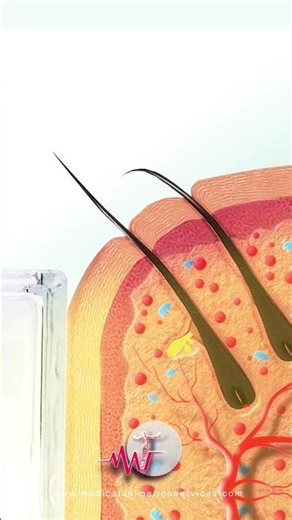 Skin 3d Medical Animation | animations of cells