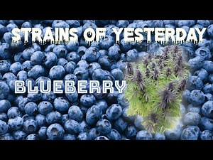 Strains of Yesterday : BLUEBERRY