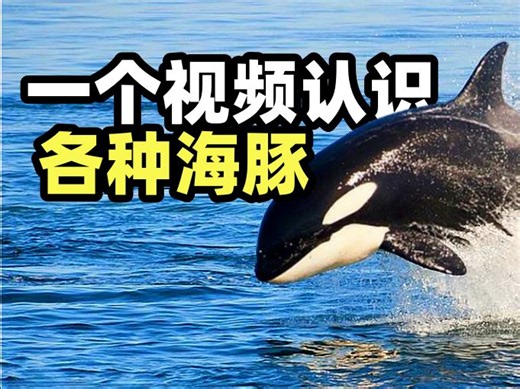 虎鲸也是海豚的一种？一个视频讲解各种海豚