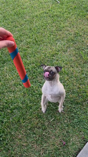 Adorable Stuffed Animal Lover with Her Pug