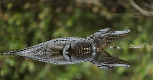 Floride : un alligator adulte retrouvé dans le ventre d'un python