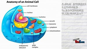 The Animal cell