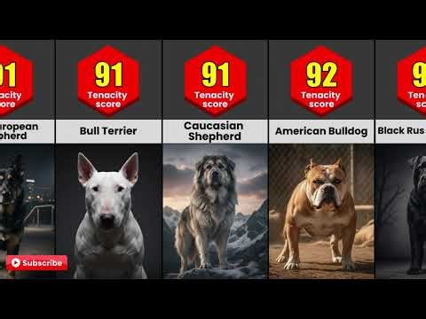 Not Bite Force… TENACITY 🔥 Dog Breeds Ranked 0–100