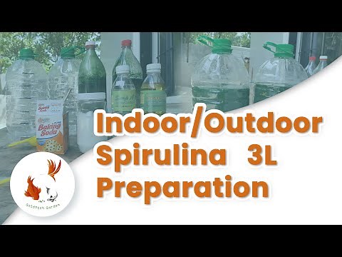 A Complete Guide to Starting Your Spirulina Culture