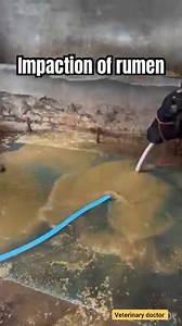 Impaction of rumen #animal #vet #doctor #service #cattle #impaction #rumen | Veterinary doctor