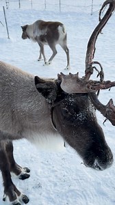 In Schweden-Lappland ist das möglich! Hier sind ein paar unserer Tipps: 🦌Nutti Sámi Siida in Jukkasjärvi (bei Kiruna) / @nuttisamisiida Ein Erlebniszentrum für jede Jahreszeit. Im Frühjahr kannst du sogar neugeborene Rentierkälber sehen. 🦌Übernachten in der Reindeer Lodge Diese gemütlichen Hütten sind von den traditionellen Rentierhirtenhütten in den umliegenden Bergen inspiriert. 🦌Ájtte Fjäll- und Samenmuseum in Jokkmokk / @ajttemuseum Man sollte es unbedingt besuchen! Es ist Schwedens wicht