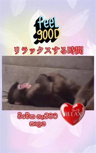 😇😌🥰💆🏻‍♂️🌎🫶❤️feel good and relax | හොඳ හැඟීමක් සහ විවේකයක් | 気分が良くてリラックスできる