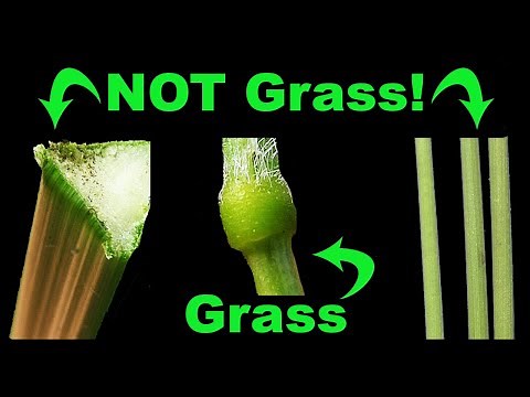 Sedge vs Rush vs Grass Learn the SECRET to Tell Them Apart!